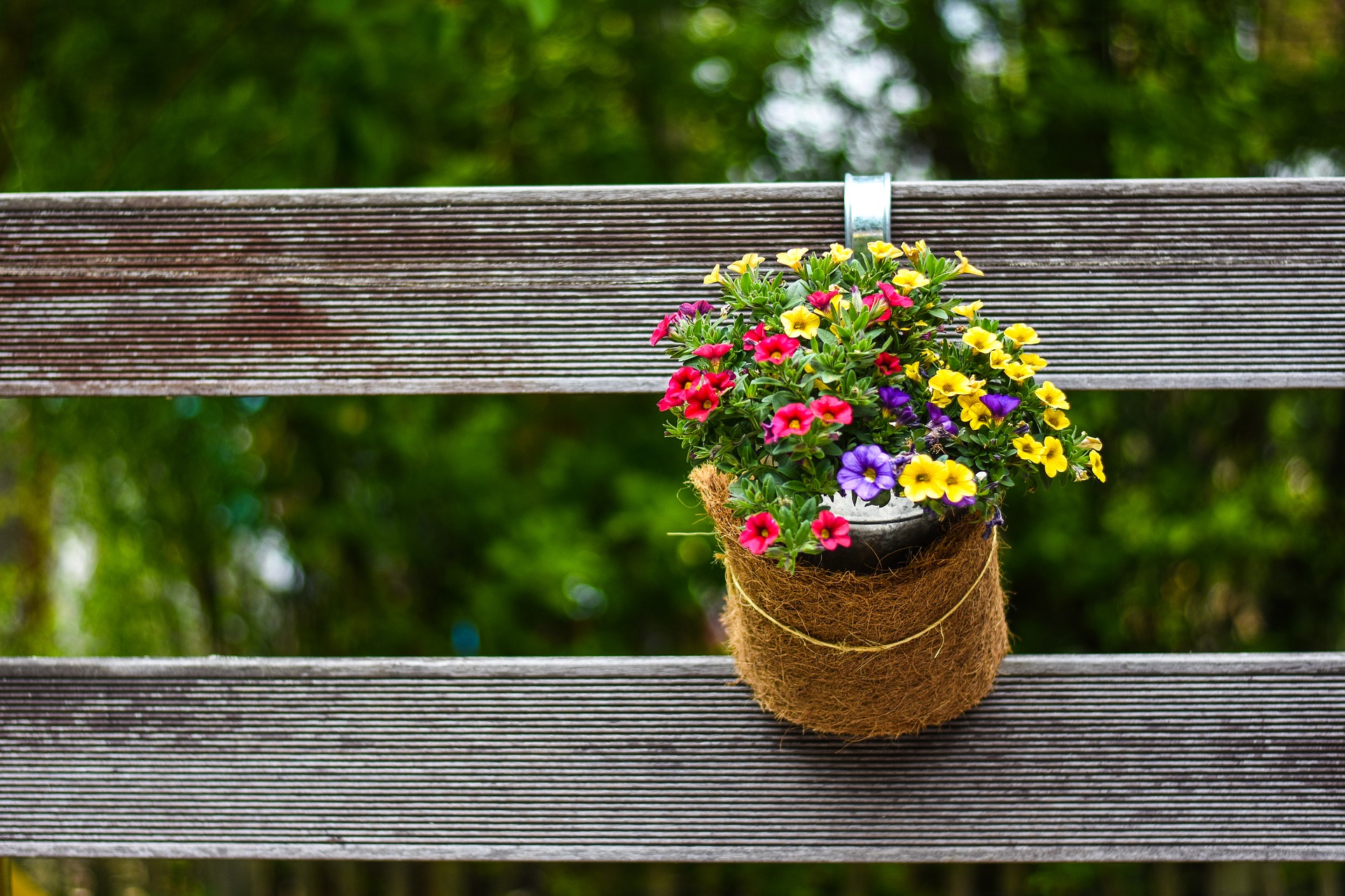flowers-2266147_1920